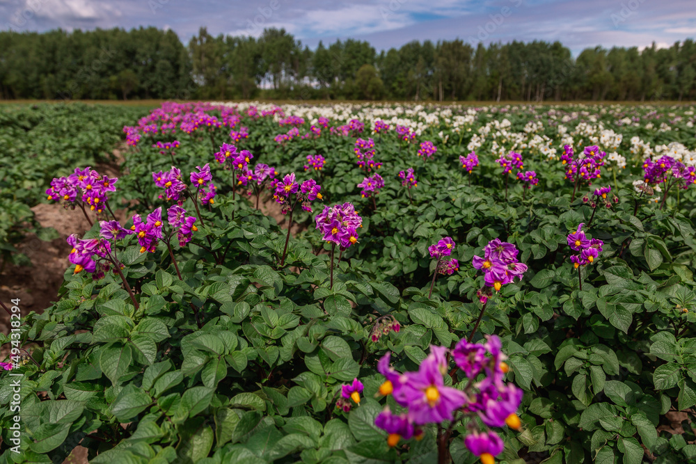 Close up purle flower of potato crop Close up purle flower of potato crop
