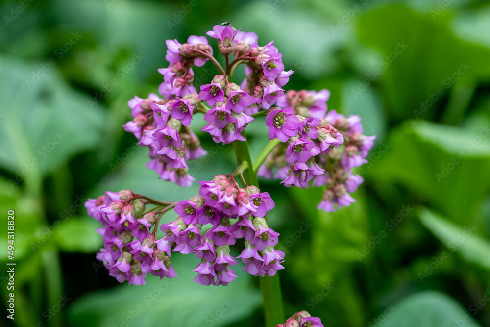 Close-up of badan Bergenia crassifolia blooming in a flower bed in May Close-up of badan Bergenia crassifolia blooming in a flower bed in May