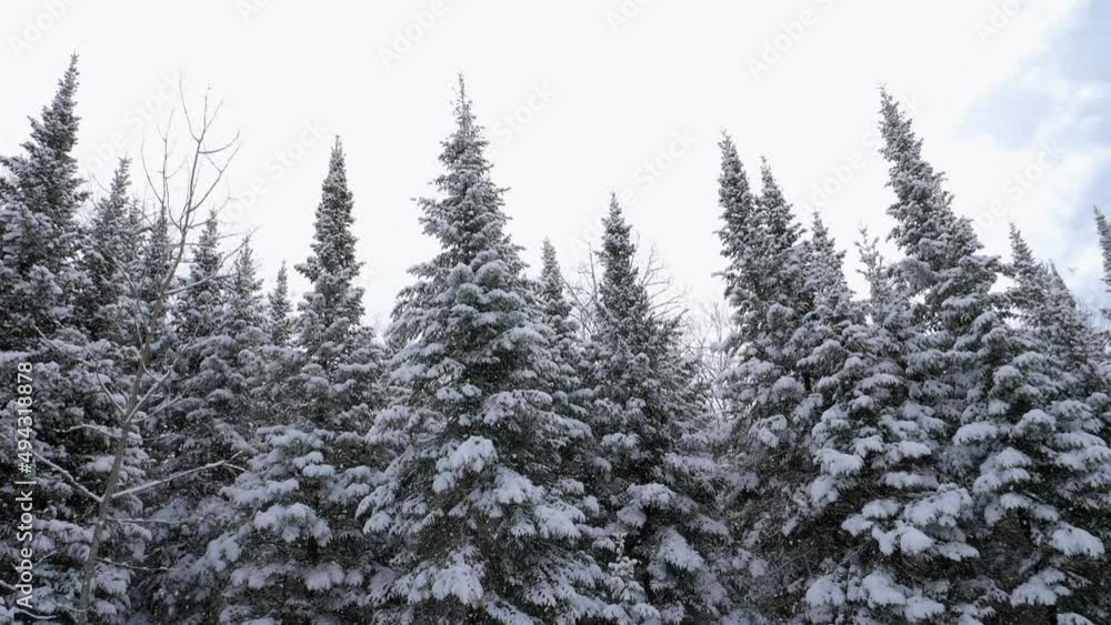 Winter scene. Slow motion snowflakes falling with conifers in background. Winter in Ontario, Canada. Winter scene. Slow motion snowflakes falling with conifers in background. Winter in Ontario, Canada.