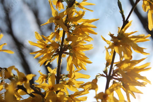 Cuadro en lienzo Forsythia shrub in full bloom with yellow flowers in early spring