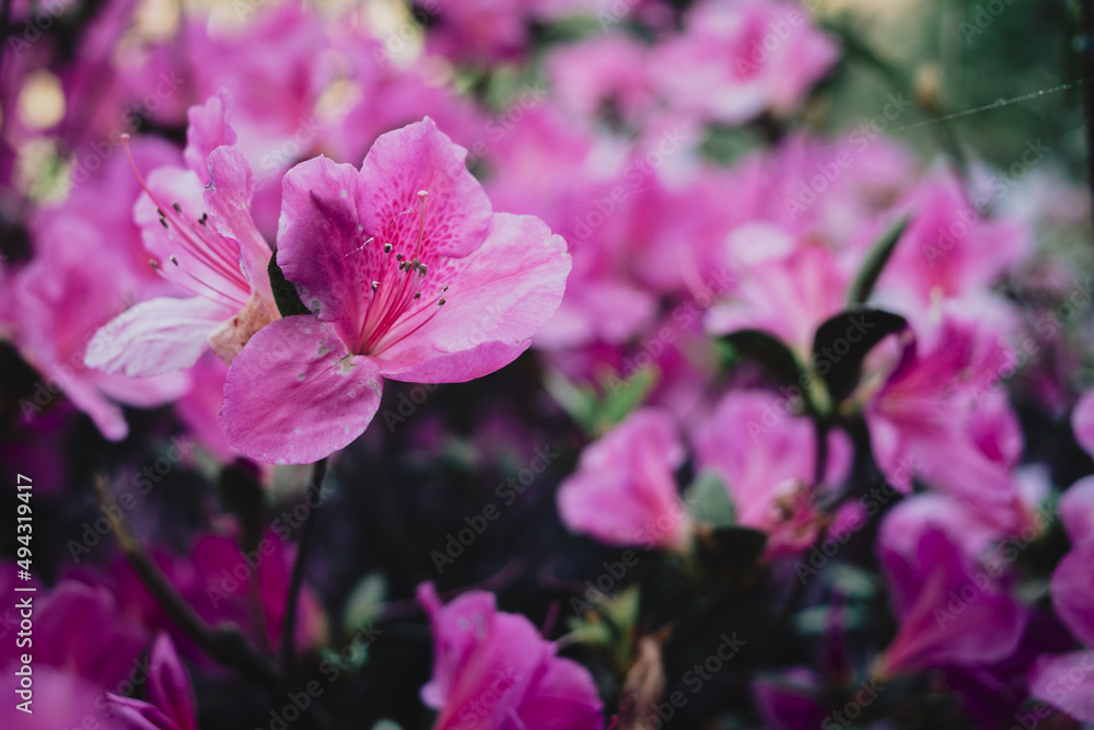 Pink flowers in a garden Pink flowers in a garden