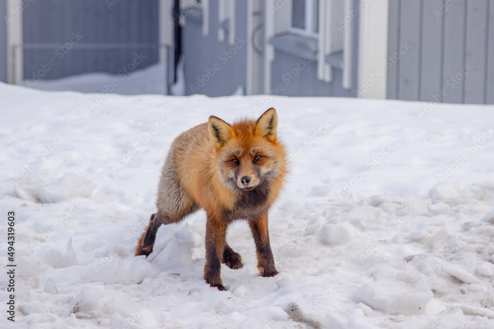 Fototapeta premium red fox in the snow