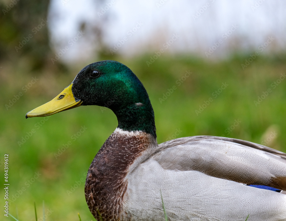 Mallard duck on the river bank Mallard duck on the river bank