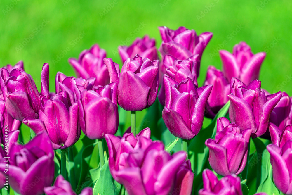 Obraz premium Colourful tulip garden