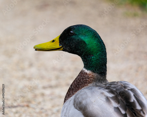 Mallard duck on the river bank