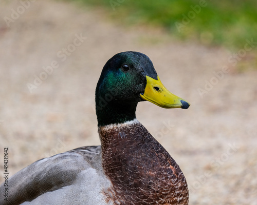 Mallard duck on the river bank