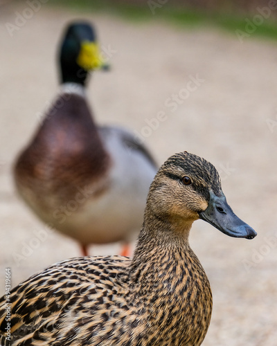 Mallard duck on the river bank