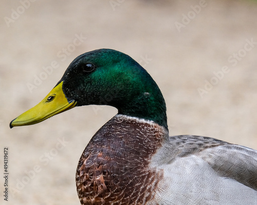 Mallard duck on the river bank
