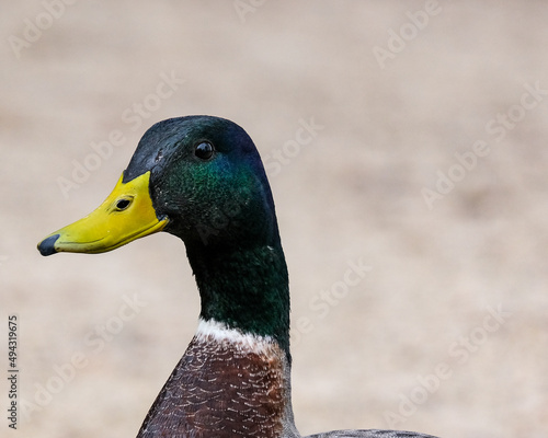 Mallard duck on the river bank