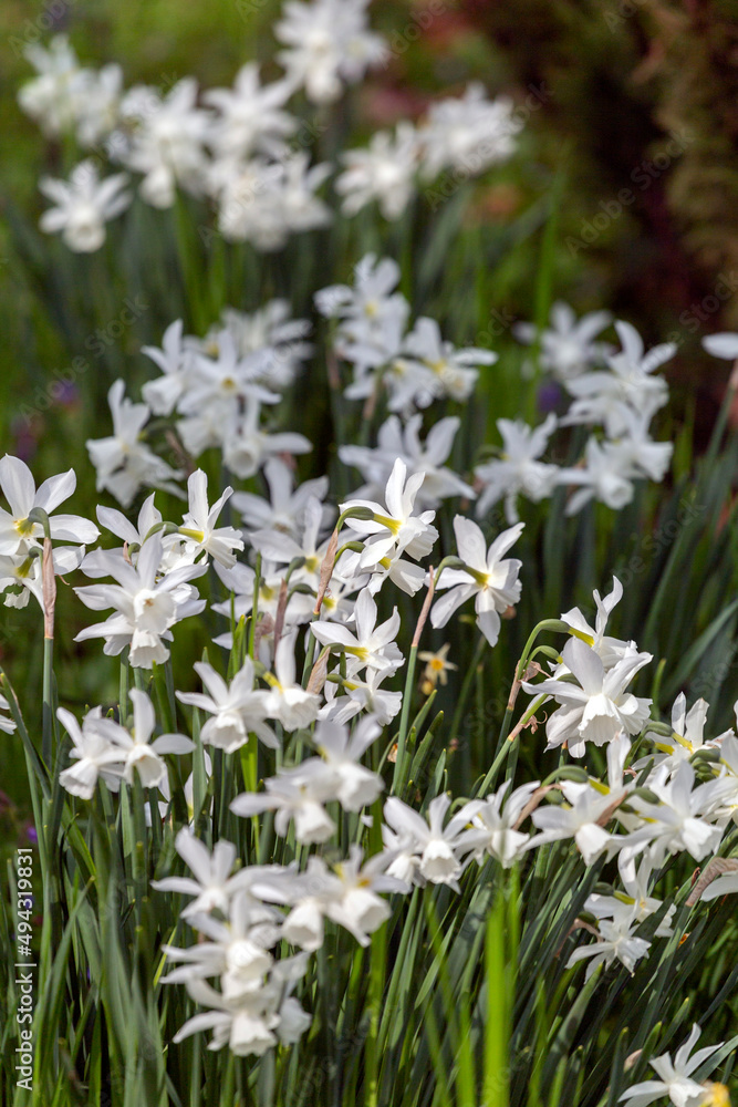 Hyacinth flowers in a garden Hyacinth flowers in a garden