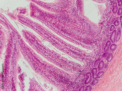 blackbird small intestine cross section under the microscope showing circular muscle, submucosa, mucosa, intestinal villi and lumen - optical microscope x200 magnification photo