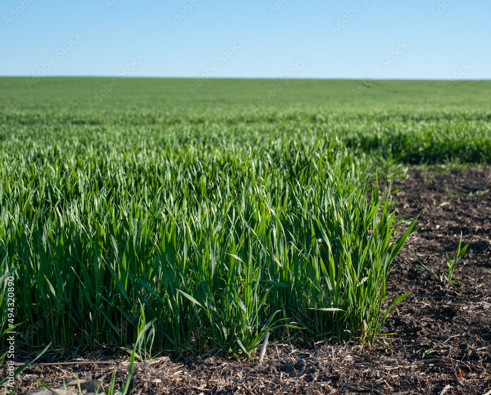 bushes of green sprouts of winter wheat bushes of green sprouts of winter wheat