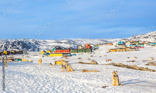 Photography Sledding dogs and Inuit houses on the rocky hills covered in snow, Ilulissat, Av