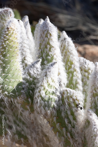 Close up of a cactus in Arizona photo