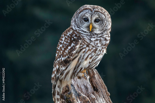Barred owl perching on the tree stump