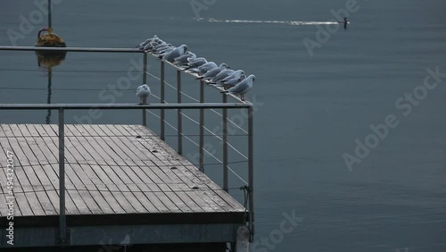 Seagulls in a row placed on the fence of a pier at sunrise. Lugano Lake, Switzerland