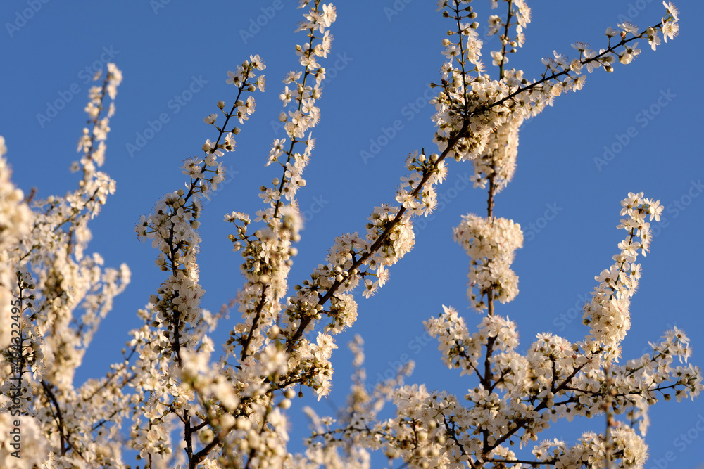 Branch with small white flowers of cherry blossoms in spring. Branch with small white flowers of cherry blossoms in spring.