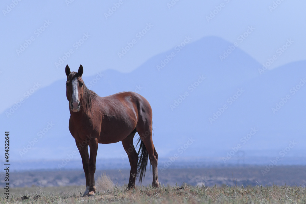 Brown Horse against Mountain Range Brown Horse against Mountain Range