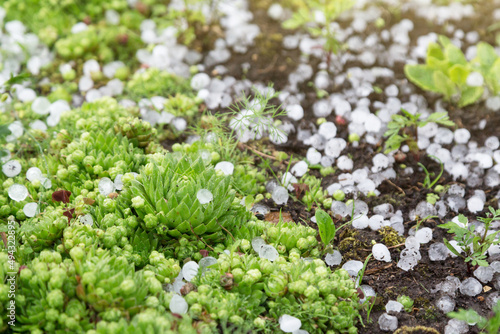 Hail after hailstorm on green plant in garden close up. Ice balls after spring summer thunderstorm
 photo