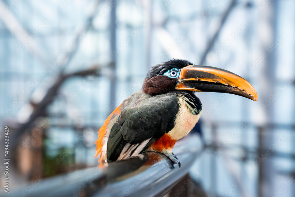 Closeup of bird with long beak perched on metal railing in zoo Closeup of bird with long beak perched on metal railing in zoo