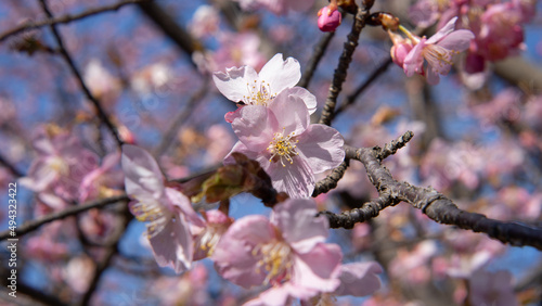 日本で咲き始めた桜の花とつぼみ