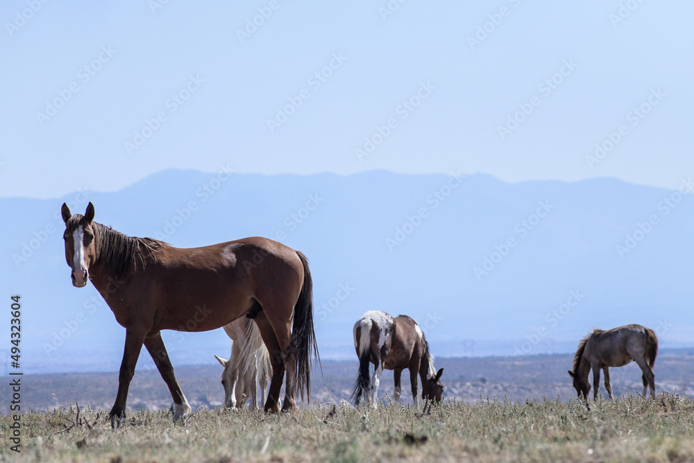Fototapeta premium Horses against Mountains