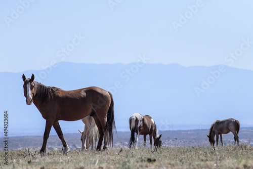 Horses against Mountains