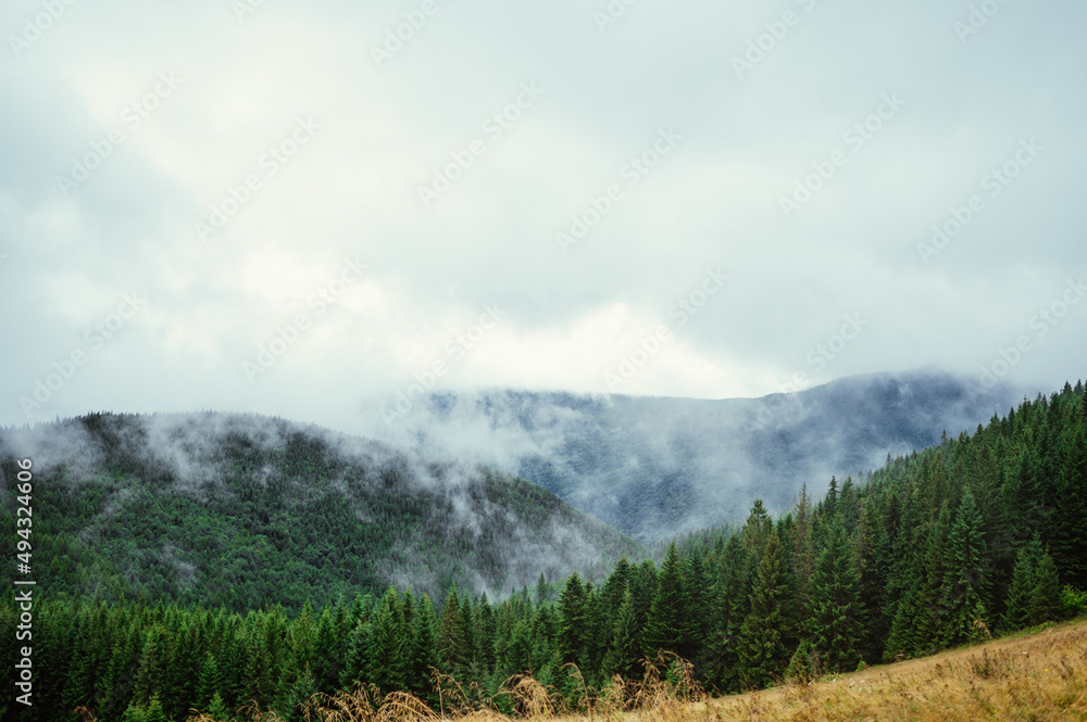 Mountain landscape in rainy weather with clouds and coniferous forest. Background. Ukrainian Carpathian Mountains. Mountain landscape in rainy weather with clouds and coniferous forest. Background. Ukrainian Carpathian Mountains.