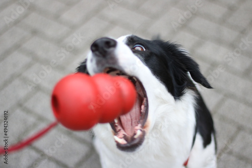 close up black and white dog catching a red toy