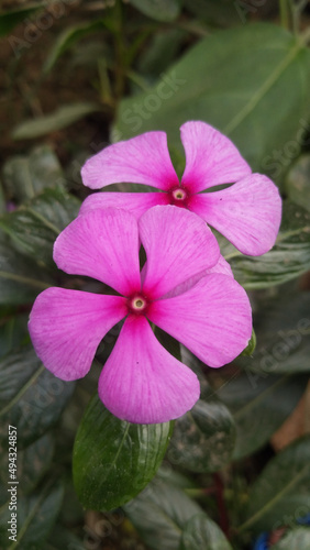 Catharanthus roseus, Madagascar periwinkle, commonly known as bright eyes photo
