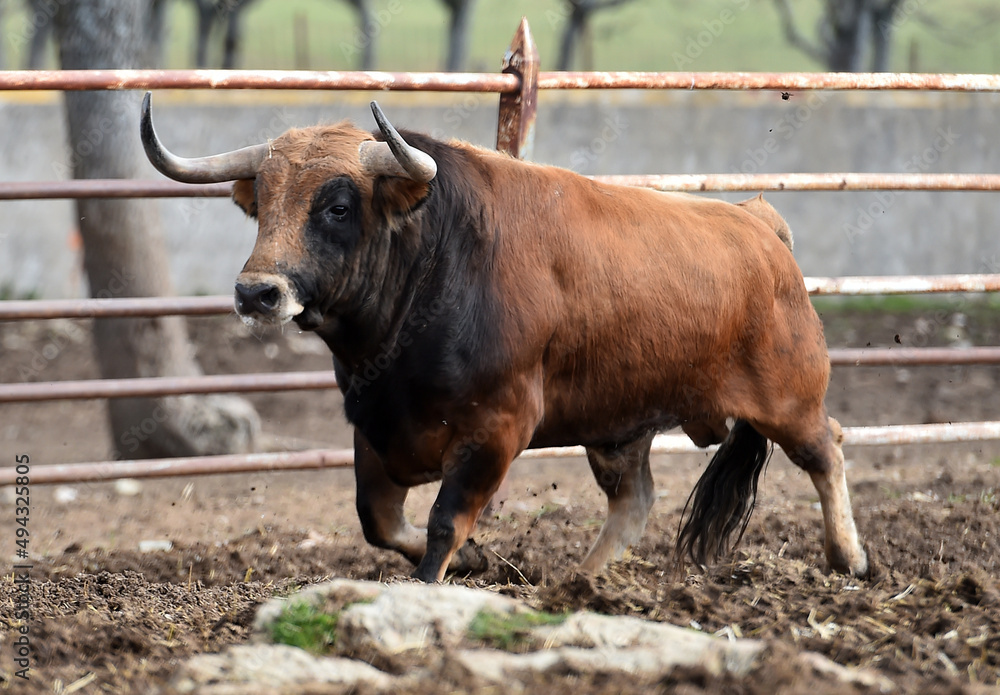 un tipico toro español con grandes cuernos un tipico toro español con grandes cuernos