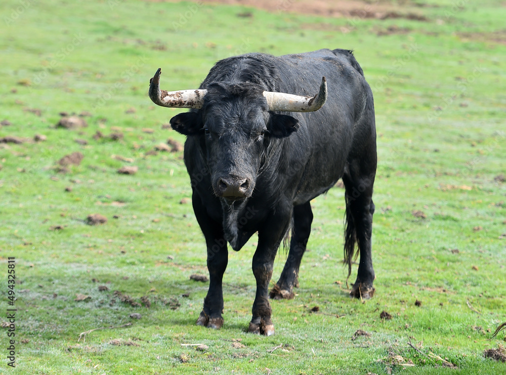 un tipico toro español con grandes cuernos un tipico toro español con grandes cuernos