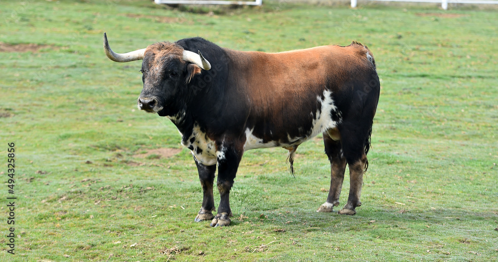 spanish bull with big horns in the spanish cattle raising spanish bull with big horns in the spanish cattle raising