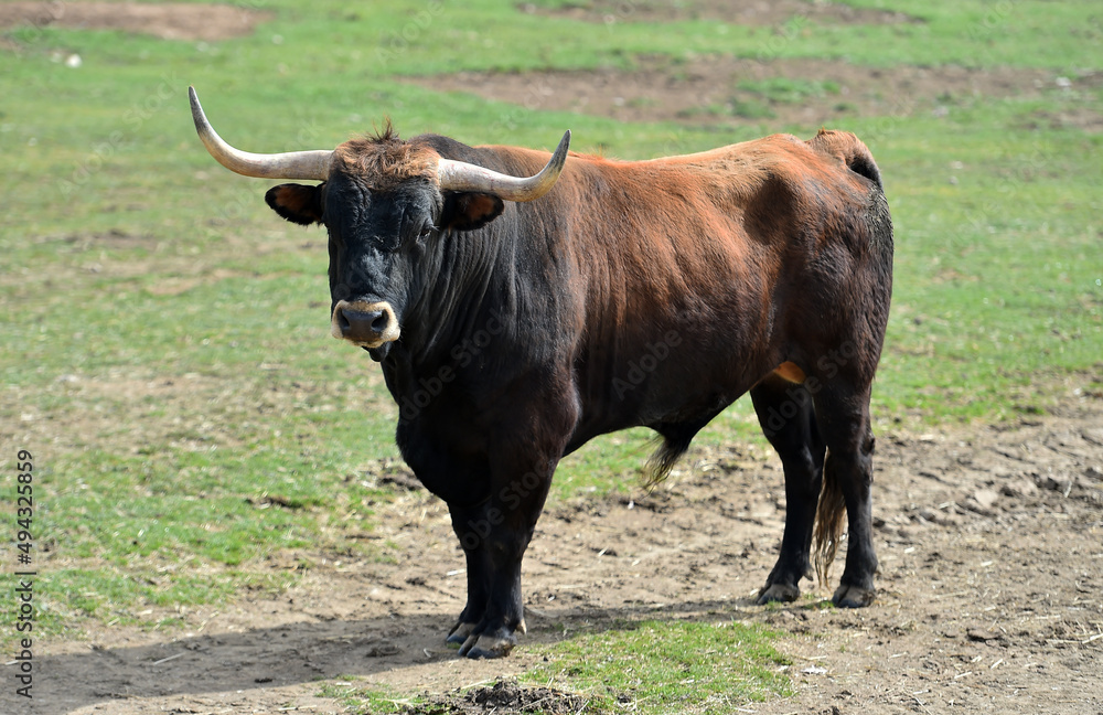 un toro bravo en una ganaderia en españa un toro bravo en una ganaderia en españa