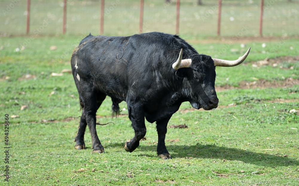 bull with big horns in the spanish cattle farm