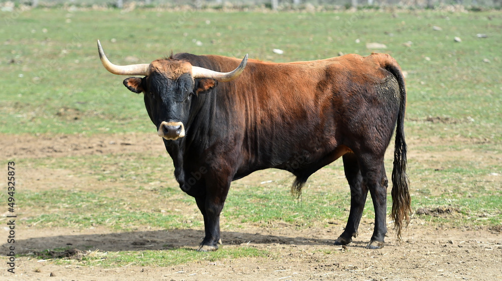 un tipico toro español con grandes cuernos un tipico toro español con grandes cuernos