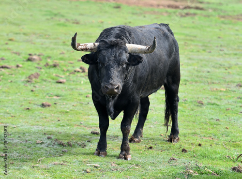 un tipico toro espa  ol con grandes cuernos