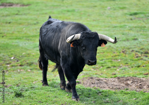 spanish bull in the cattle farm