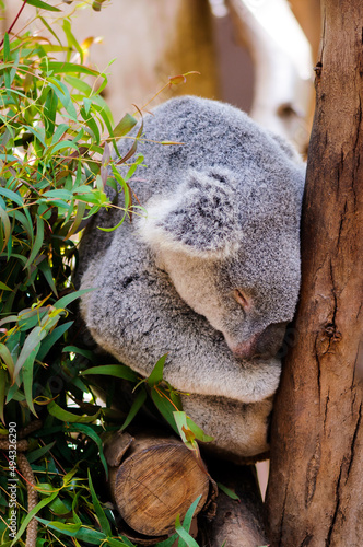 Photography Sleeping Koala in a Tree