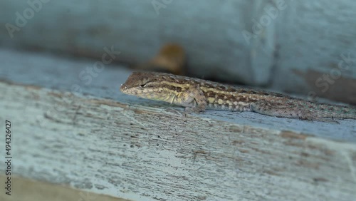 Lizard Resting on a Window Sill in Countryside Farmland in the Day