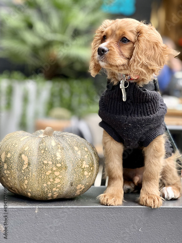 Closeup of an adorable brown cavoodle puppy wearing a blouse sitting on a stone next to a pumpkin photo