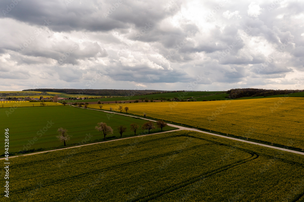 Landscape with yellow, flowering rapeseed field and cloud sky