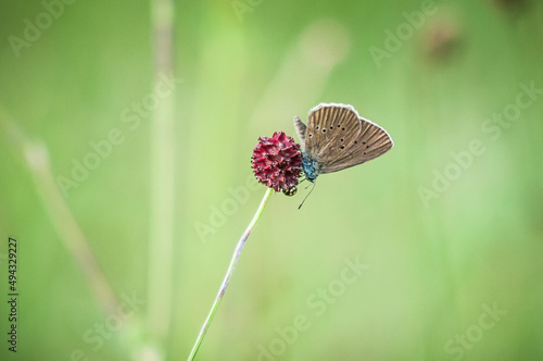Quadro em tela Selective focus shot of dusky large blue (phengaris nausithous) perched on a pla