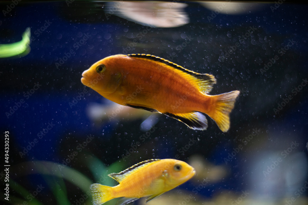 Fish in aquarium. Fish swim in water. Domestic animals are waterfowl. Fish in aquarium. Fish swim in water. Domestic animals are waterfowl.