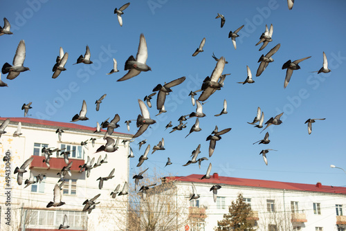 Pigeons in flight. Flock of pigeons in city. Birds in background of building.