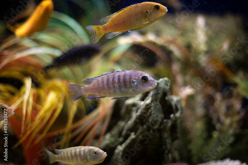 Fish in aquarium. Marine fish swim in water. Peaceful world.