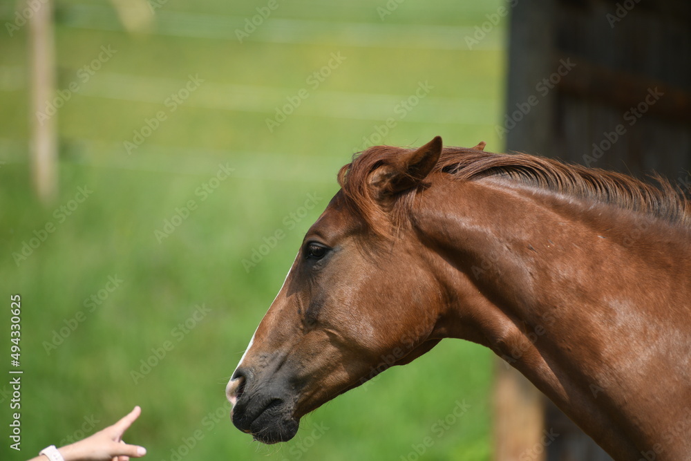 Obraz premium Drohendes Pferd