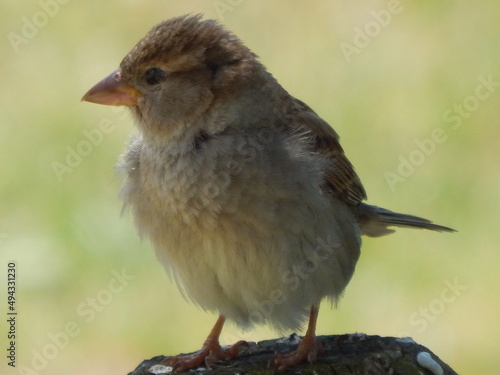 demoiselle curieuse qui rend visite pendant le repas