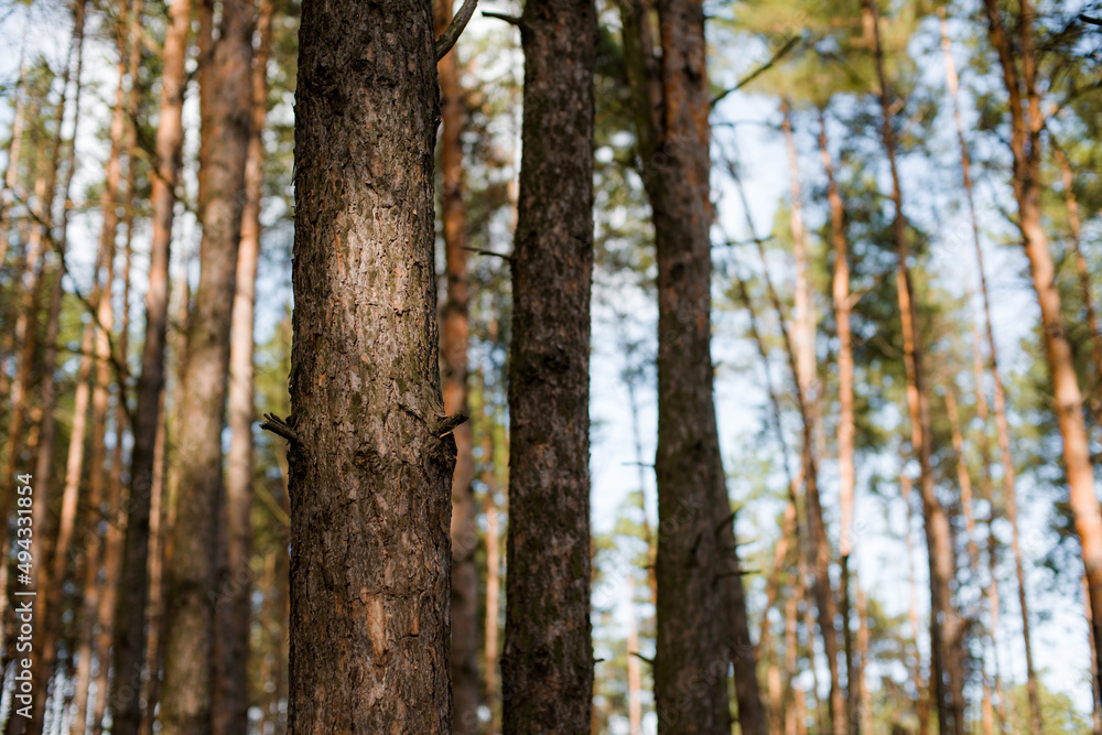 Fototapeta premium pine forest trees with coniferous look with orange needles from branches on the ground