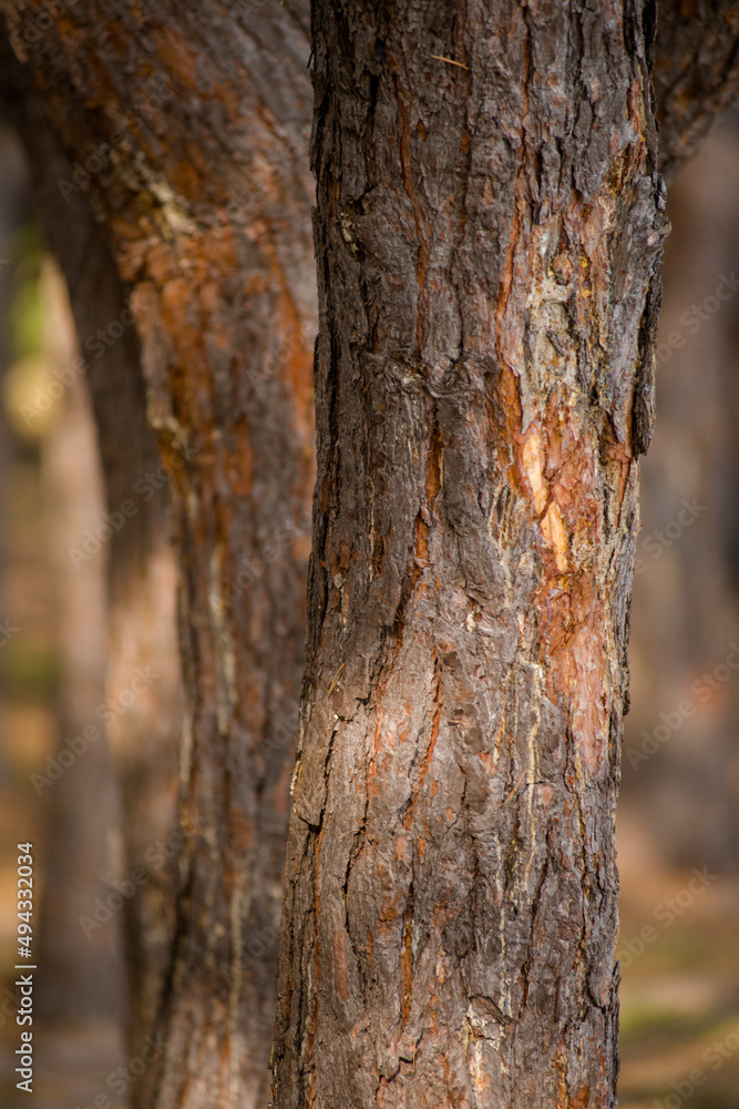 pine forest trees with coniferous look with orange needles from branches on the ground pine forest trees with coniferous look with orange needles from branches on the ground
